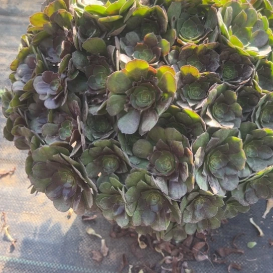 颜***军超大万圣节一颗包邮