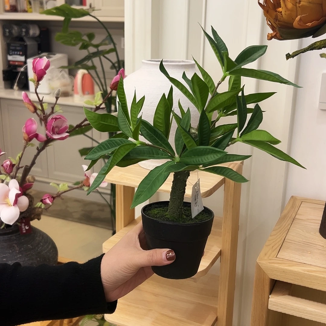 抖音直播福利一盆