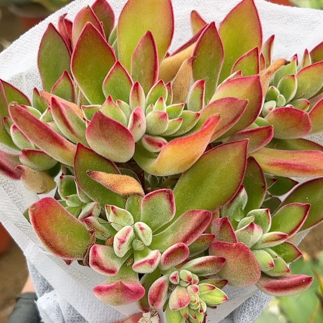 多肉植物多肉植物