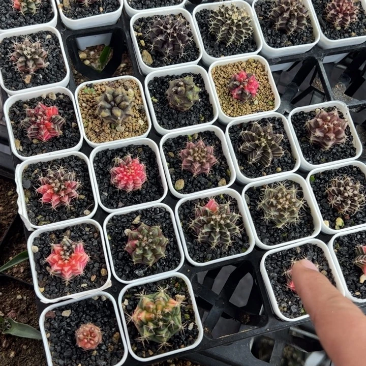 当前无花朵，栽培后可花朵随机发五个