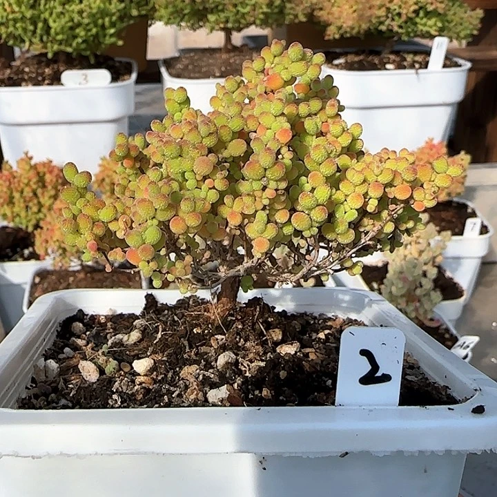 蜜橘糖球枝干番杏