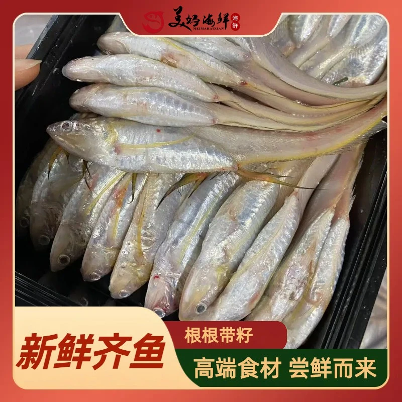 冷冻发货  齐鱼/籽鲚/烤子鱼/凤尾鱼2-10斤