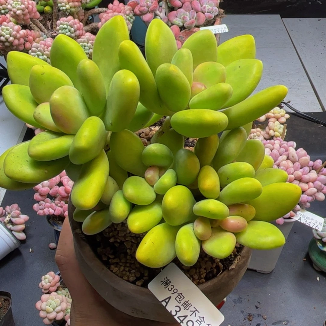 芒果奶酪3498/12cm多肉