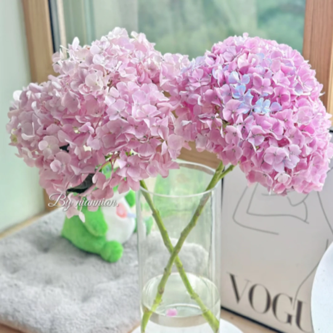 【小海粉】新品  大花绣球粉色多季节开花室内室外阳台盆栽地栽