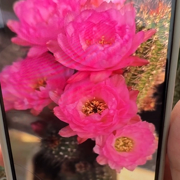 228白檀华丽粉一个无根侧牙，20包邮