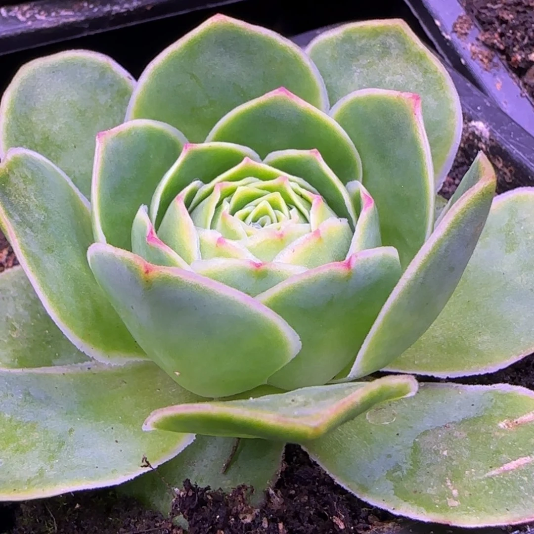 包心7厘米14546568686