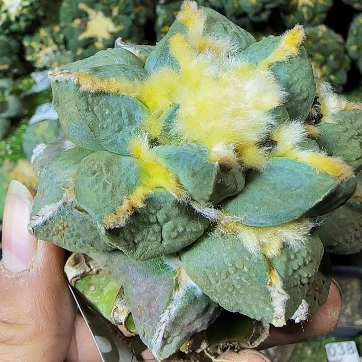 中筋龟甲怒760仙人球