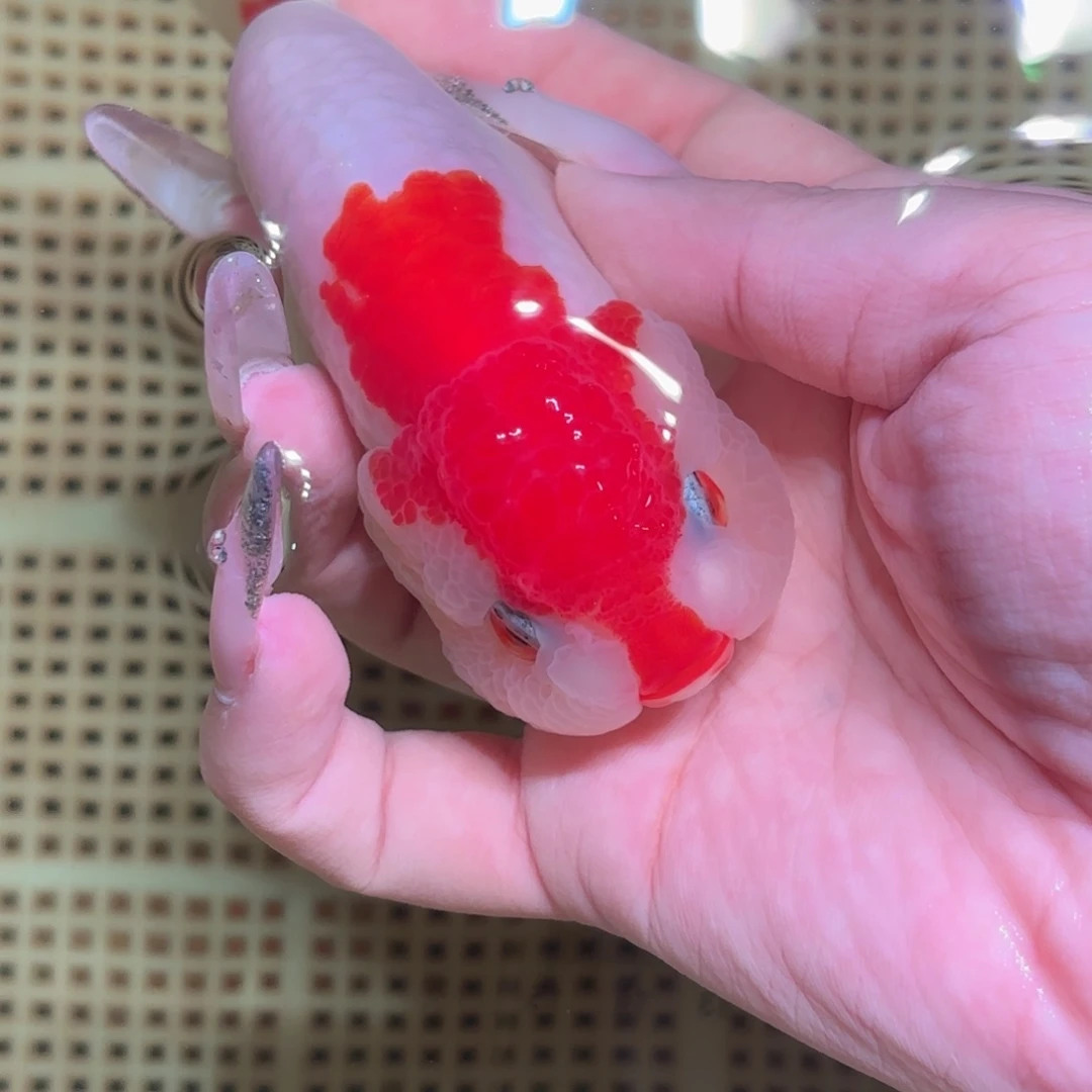 看***～金鱼拍包装包邮，不拍包装运费到付