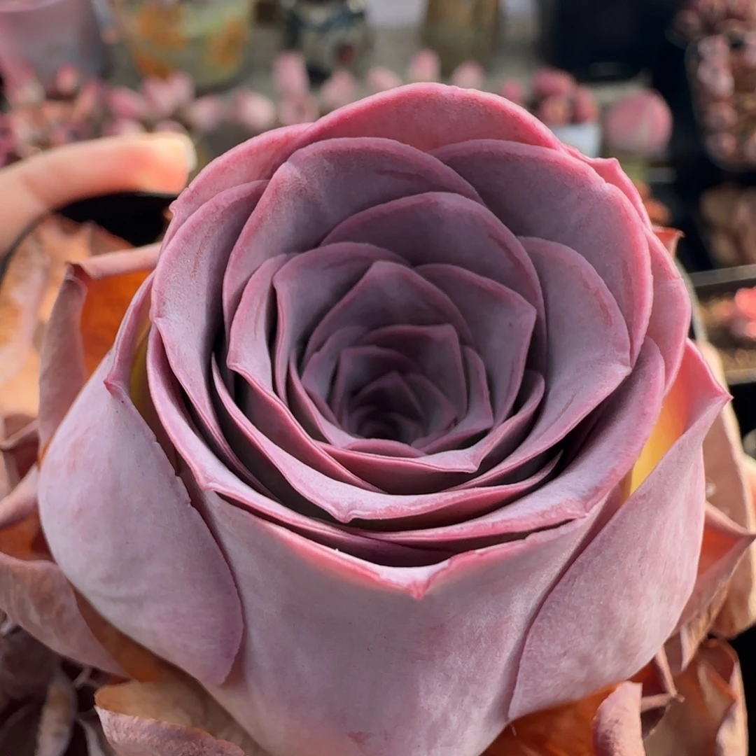 L232半城玫瑰恋红尘