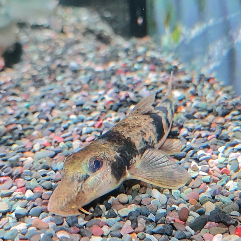 似鮈鱼缸底沙推土机翻沙机能清理底沙里面的鱼粪便和食物残渣