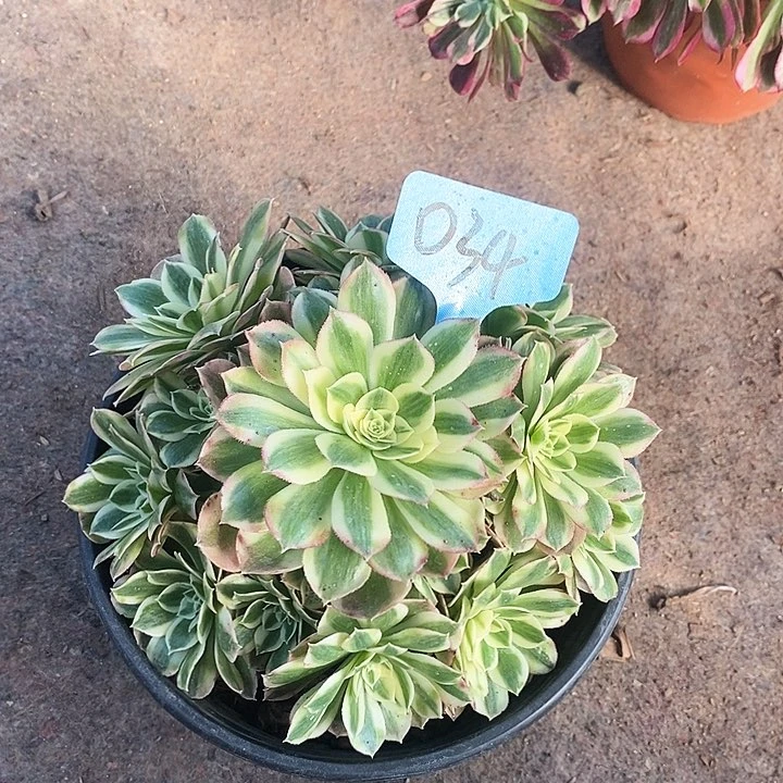 034 一颗海鲜法师多肉