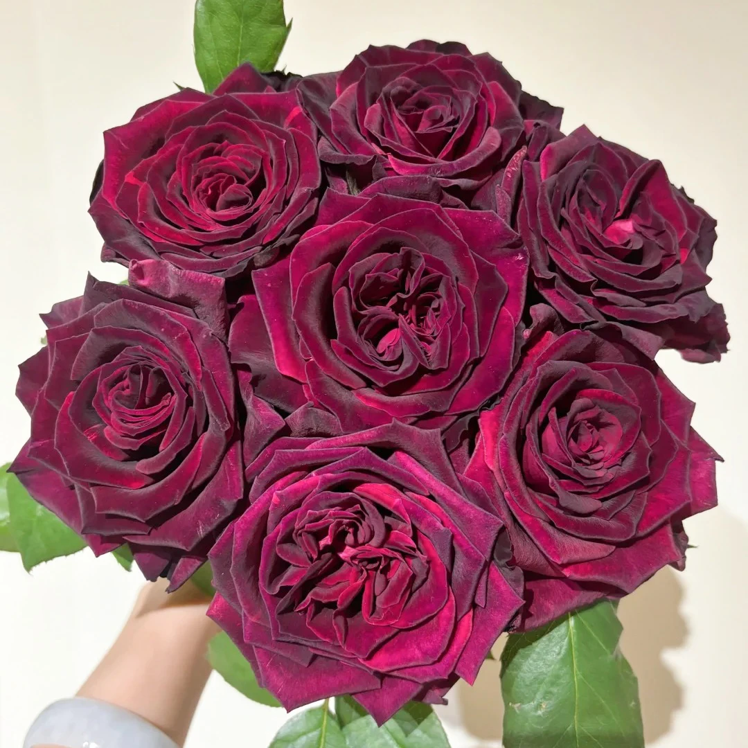 七叶花坊#单头玫瑰 【红色暗香】鲜花优选 顺丰直发玫瑰花