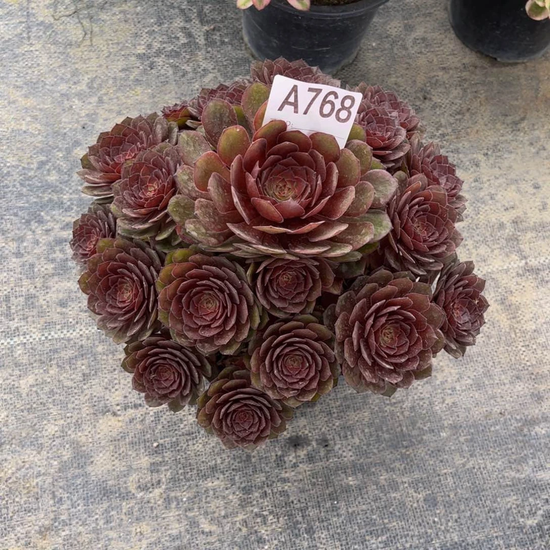 多肉红魔00000000768