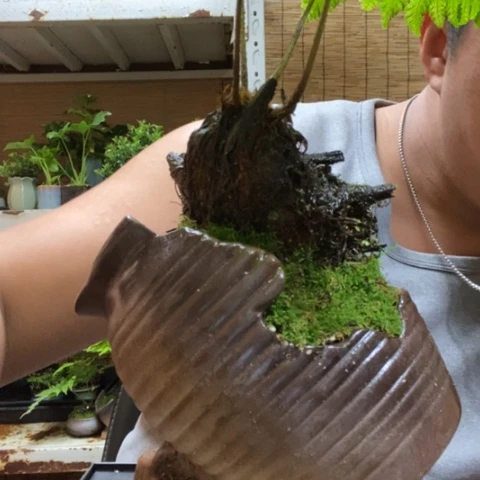 红陶张***森一物一拍所见即所得183