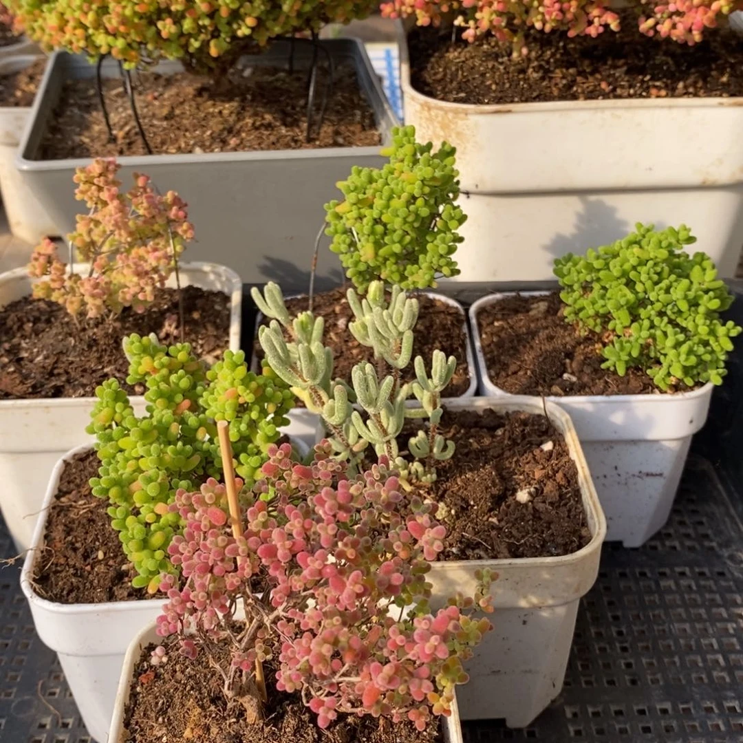 枝干番杏多肉植物031