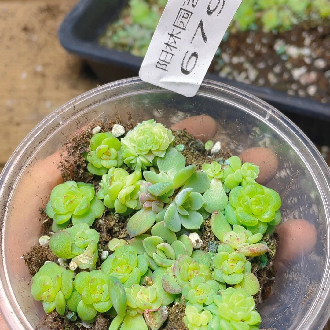 多肉植物多肉植物679