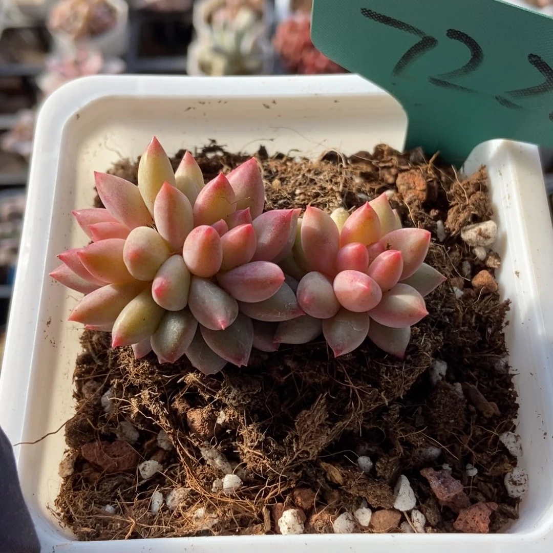 7222虞美人多肉植物^_^