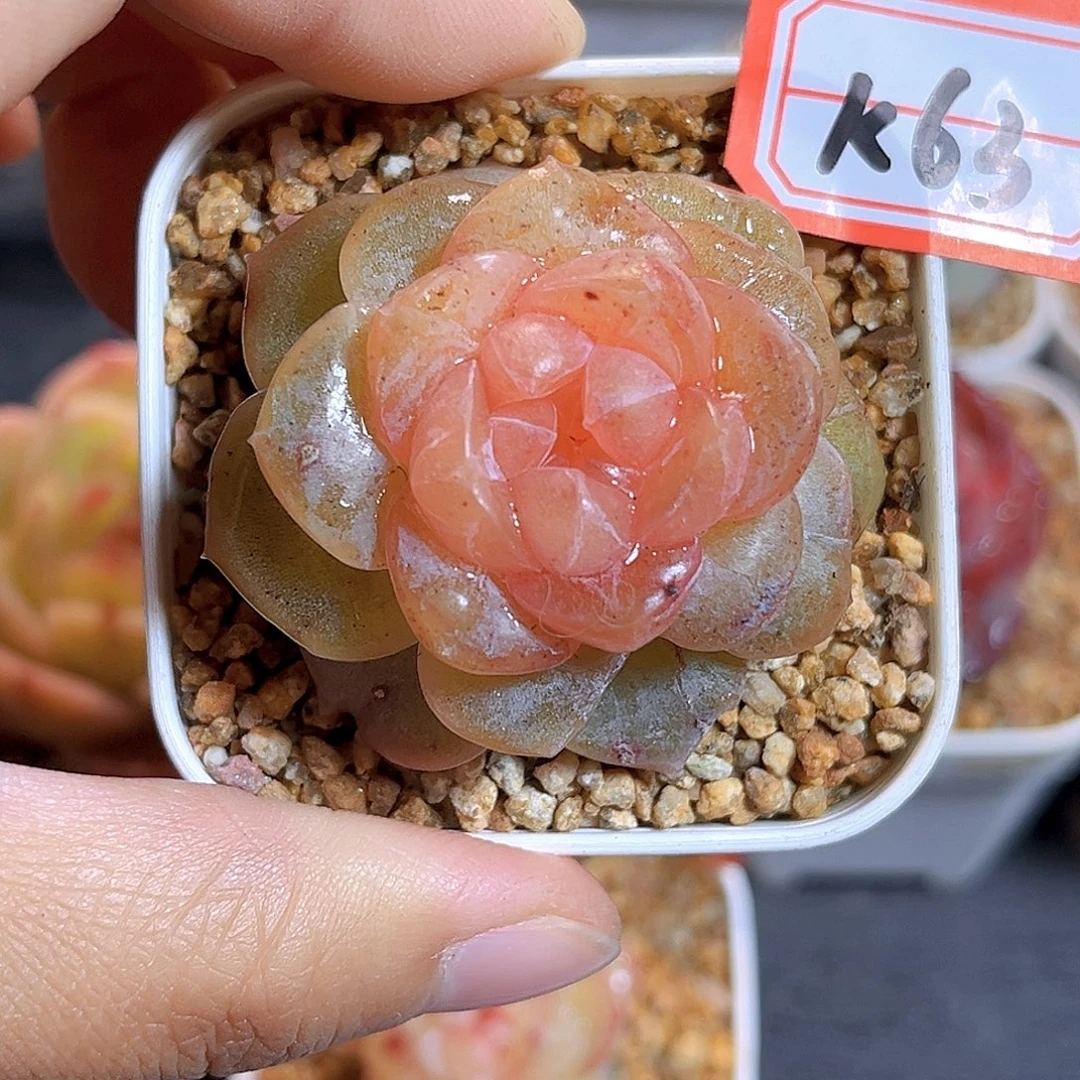 K63  心动甜心 满18包邮