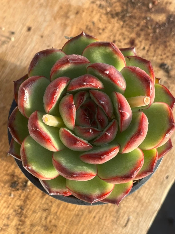 全场满15包邮 万宝龙9-10厘米，带盆土发货