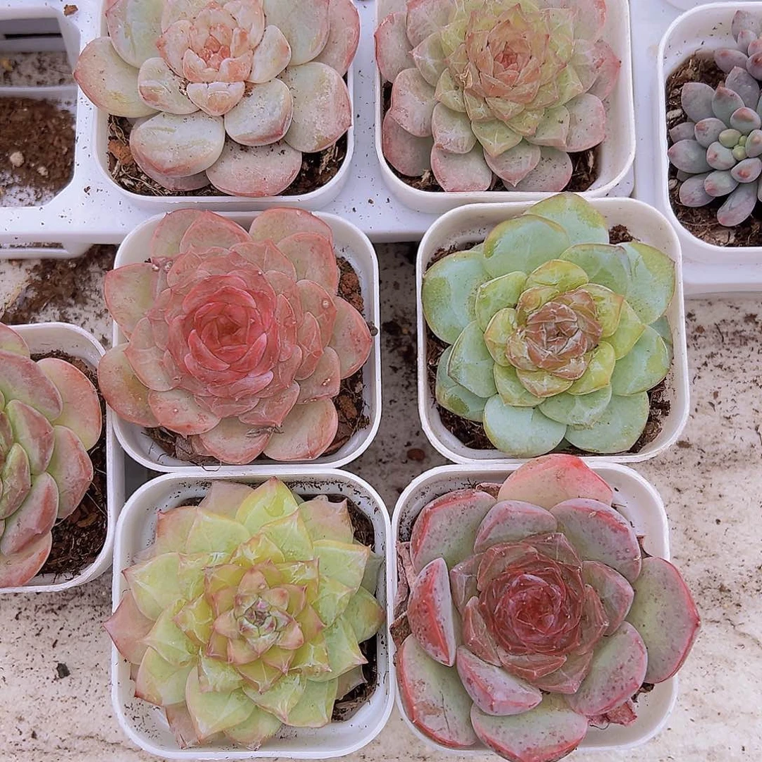 冰魄5颗19包邮多肉