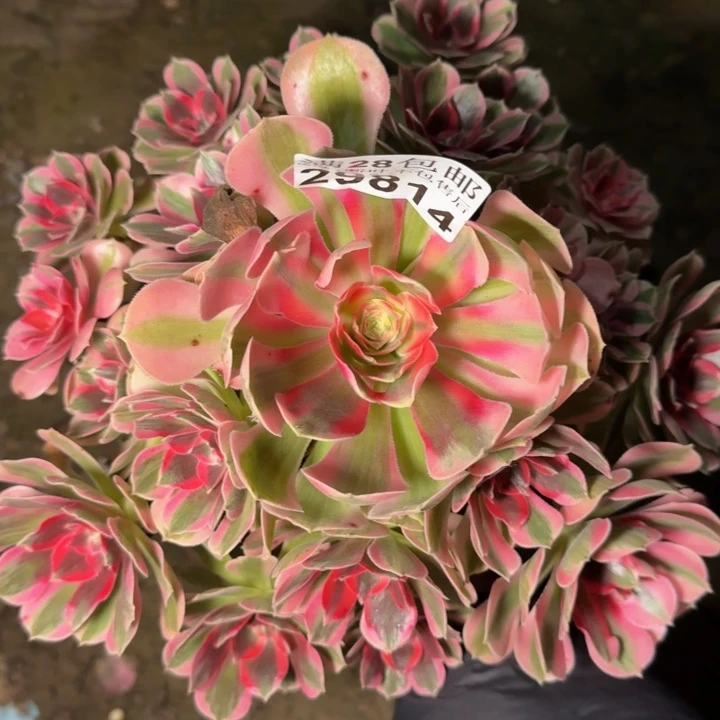 29814南女巫多肉植物