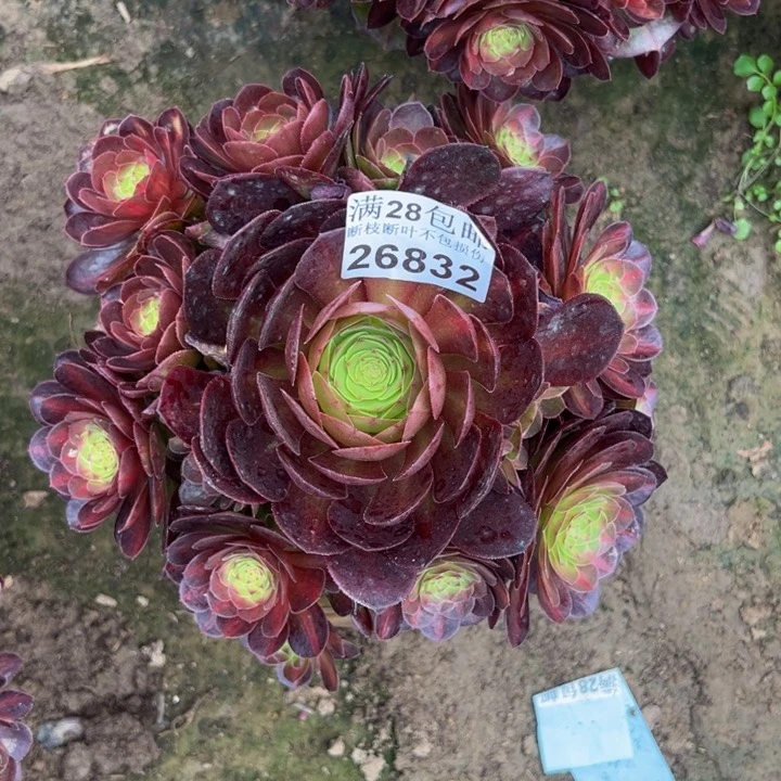 26832抹茶多肉植物