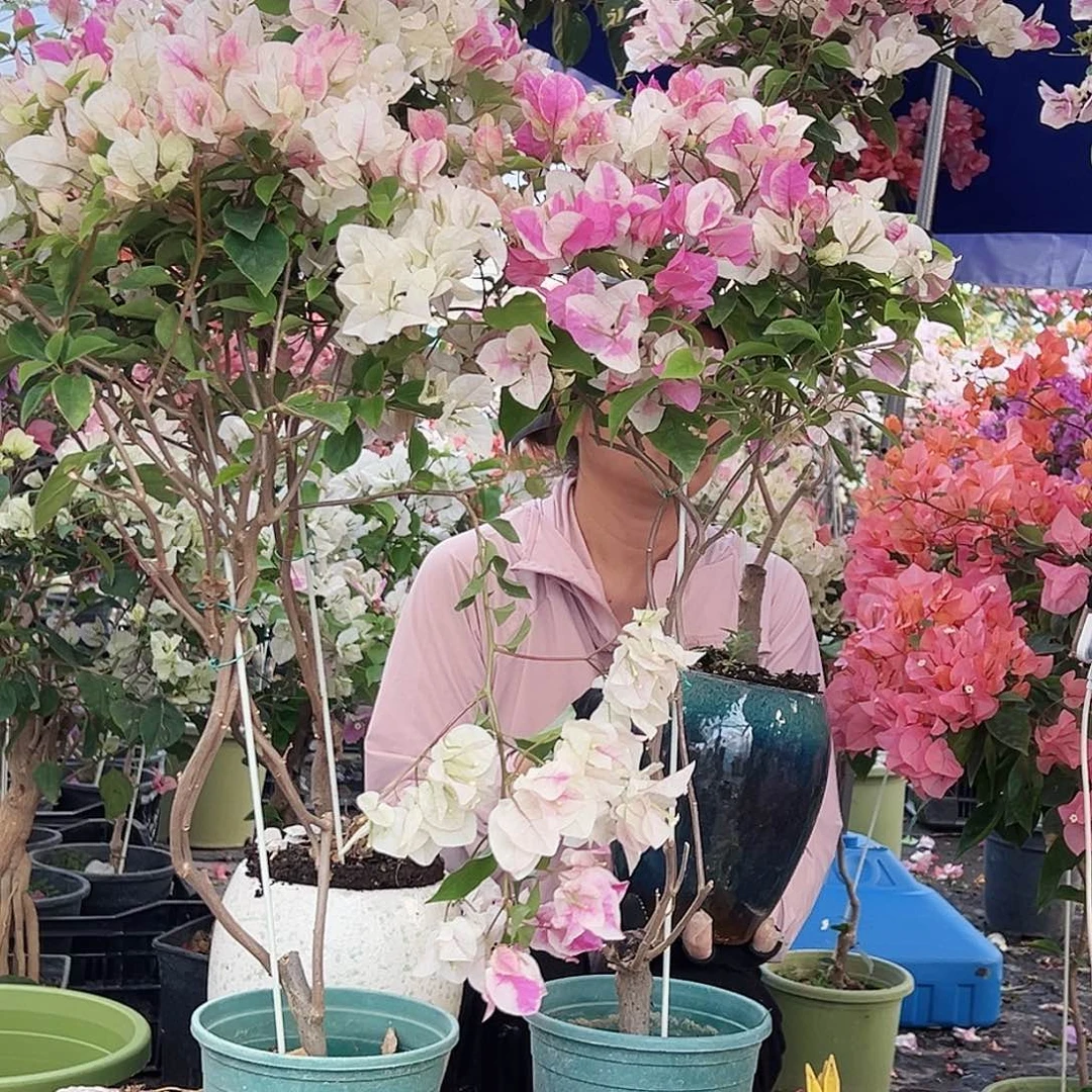 大部分花苞少量开放章红英带竹棒棒糖一颗
