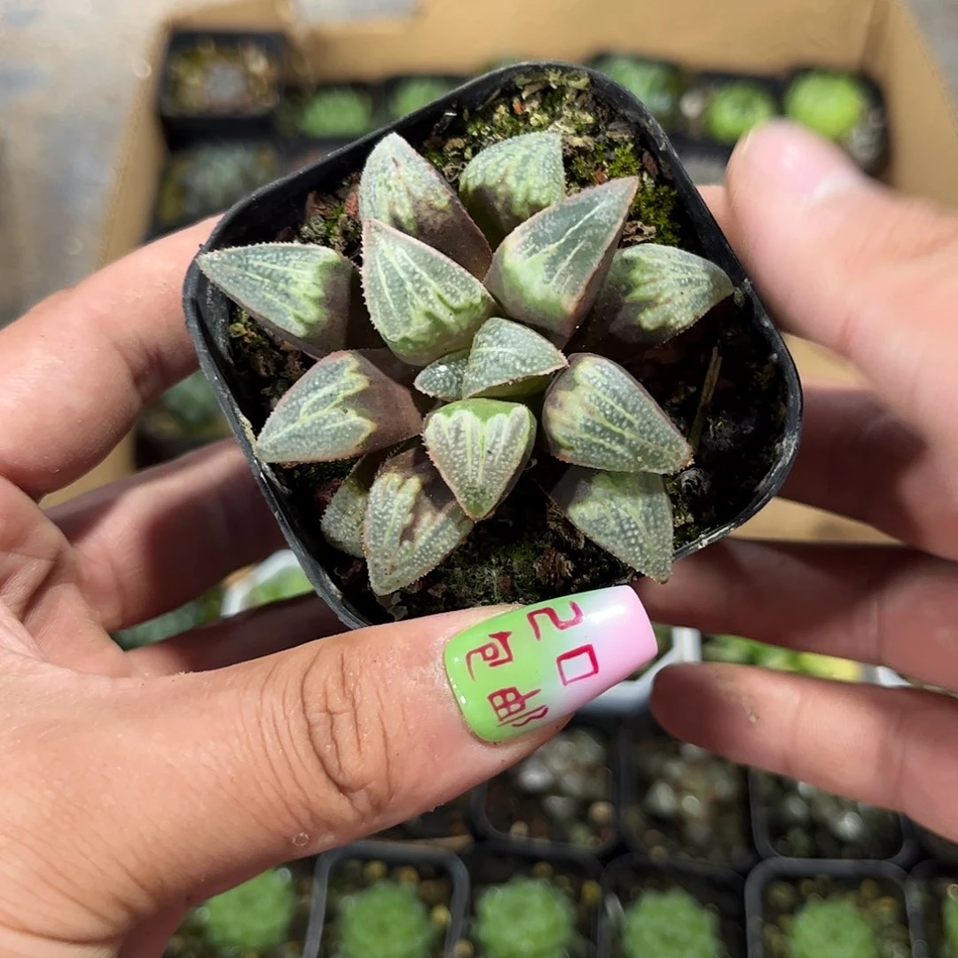 水****?108623一物一拍单头发货