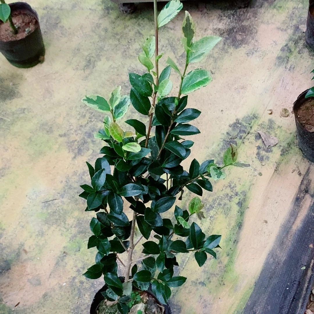 完全开放彩叶茶梅