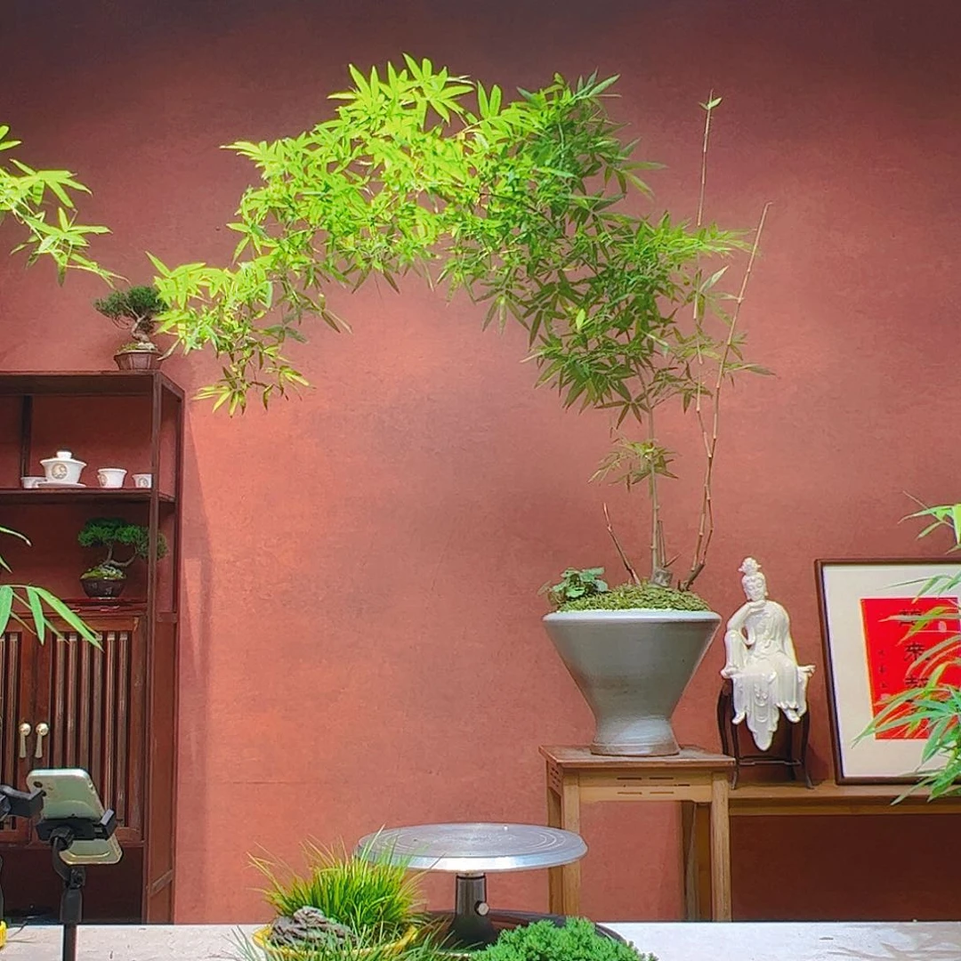 无花朵沉**金老桩精品竹盆景
