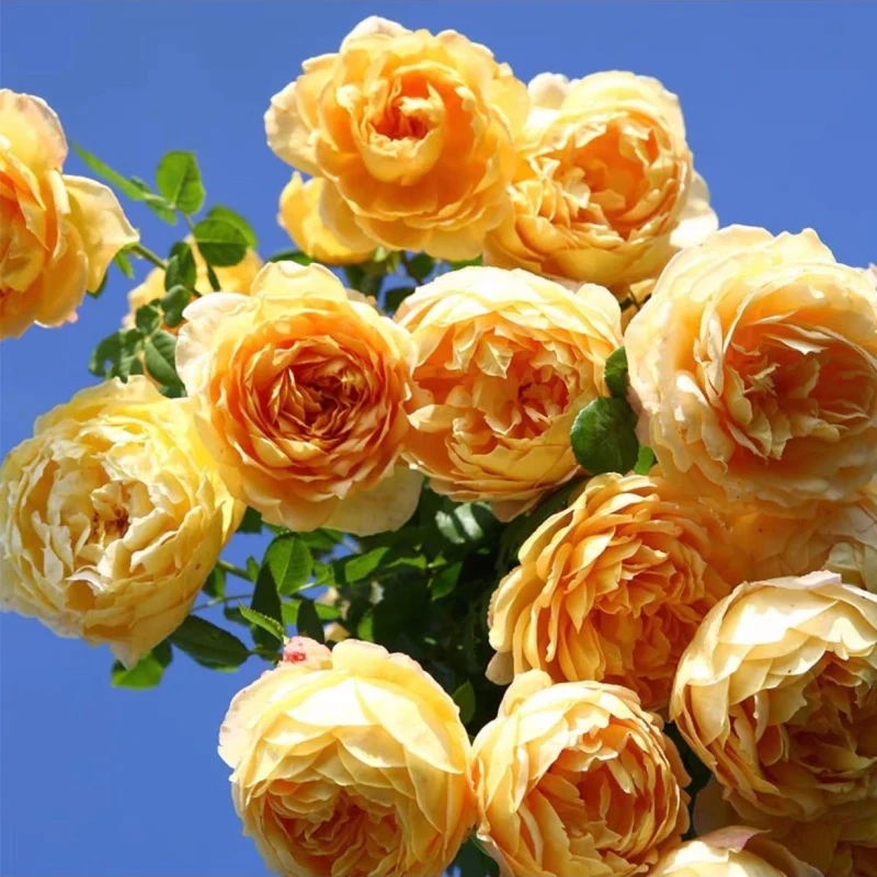 【黄金庆典】藤本月季欧月庭院花卉多季开植物花卉盆栽苗