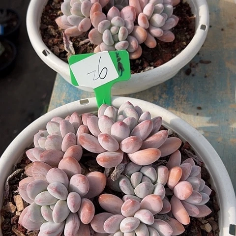 26香水2个脱土多肉