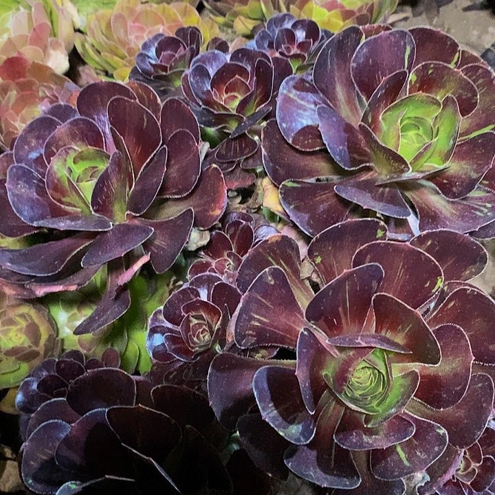 妖***人多肉植物保护研究所