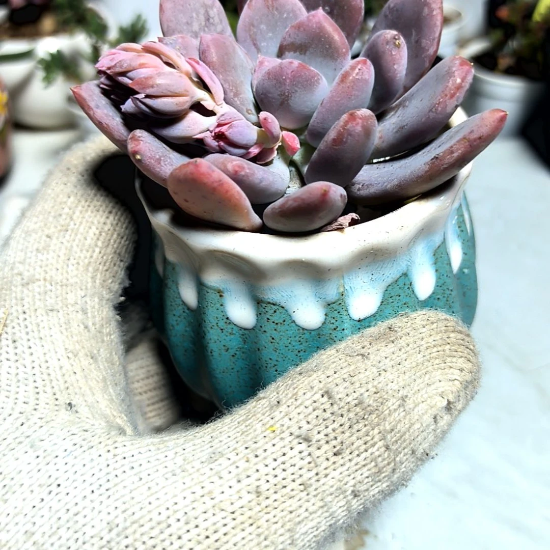 满9元包邮，灰姑娘大颗