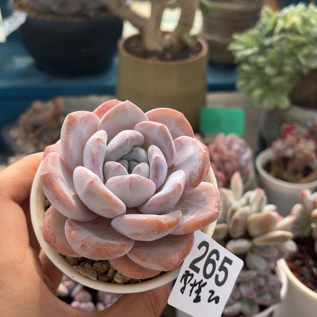 一物一拍：雪橙（大