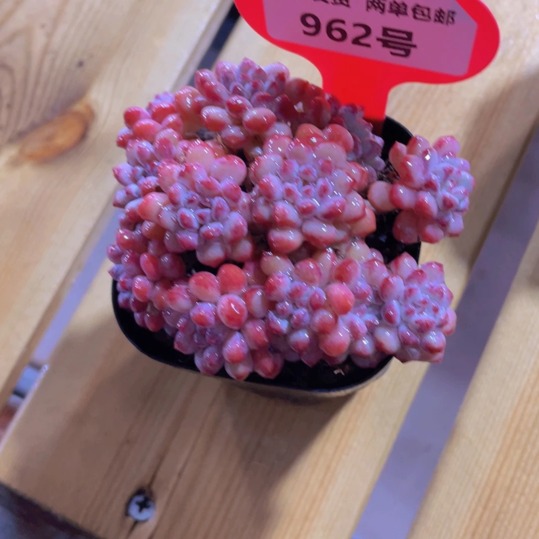 962号 全状态萌豆多头群
