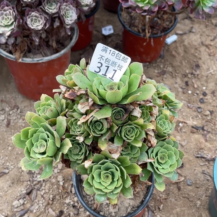 311绿玫瑰手捧1号棚