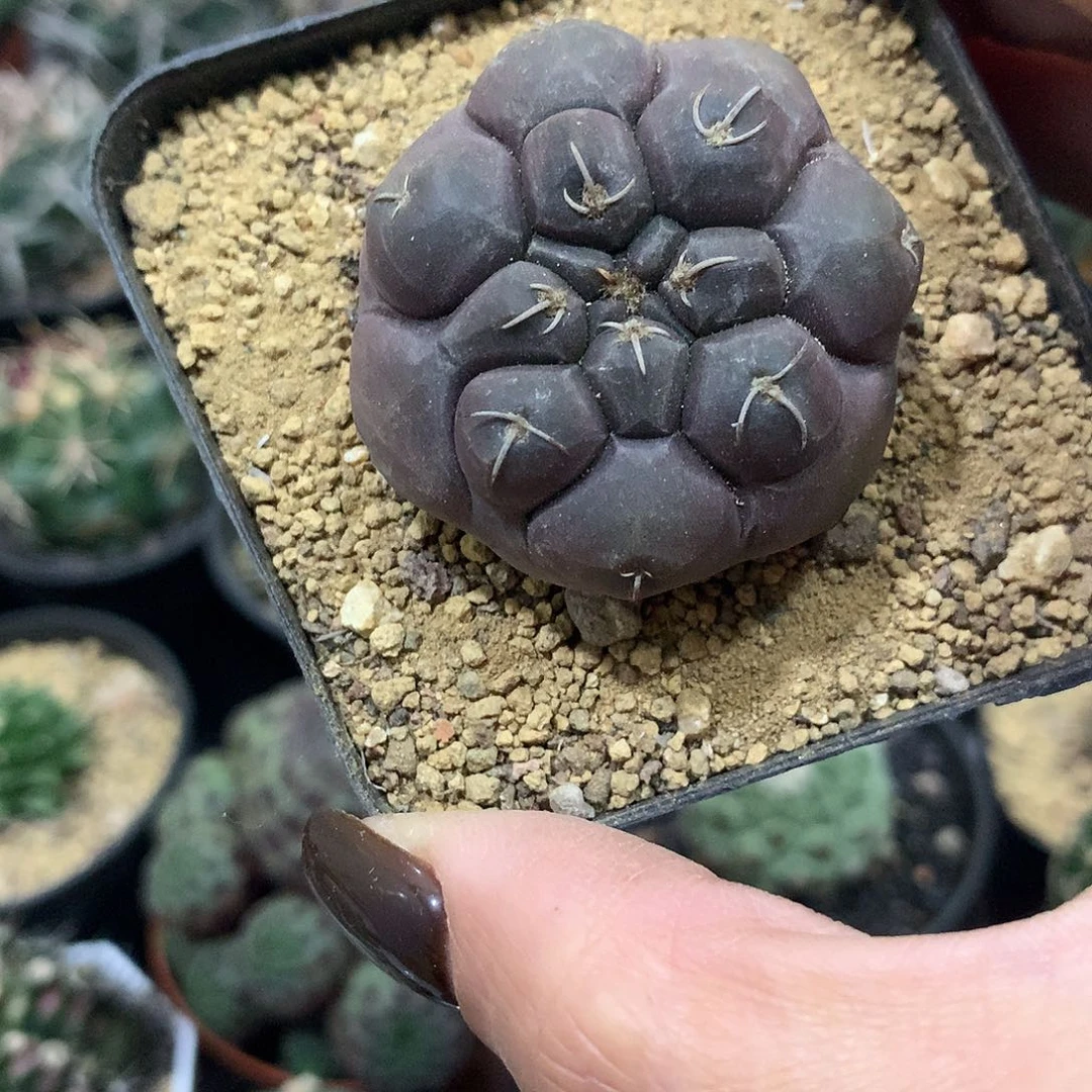 福利实生根紫铅皮仙人球