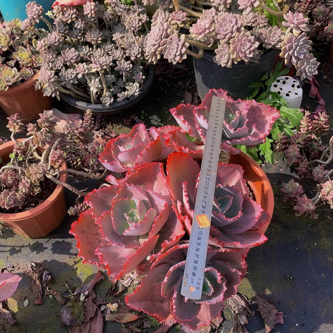 蓝色妖姬5头砍过多肉包菜