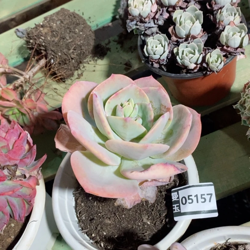 【闪购商品】血凤05157