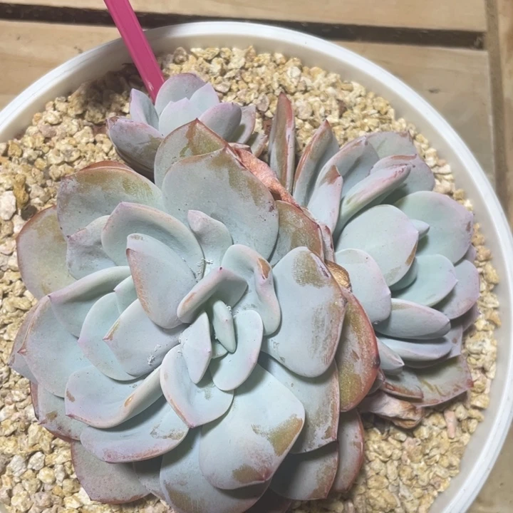 韩版奶茶4头分心无砍