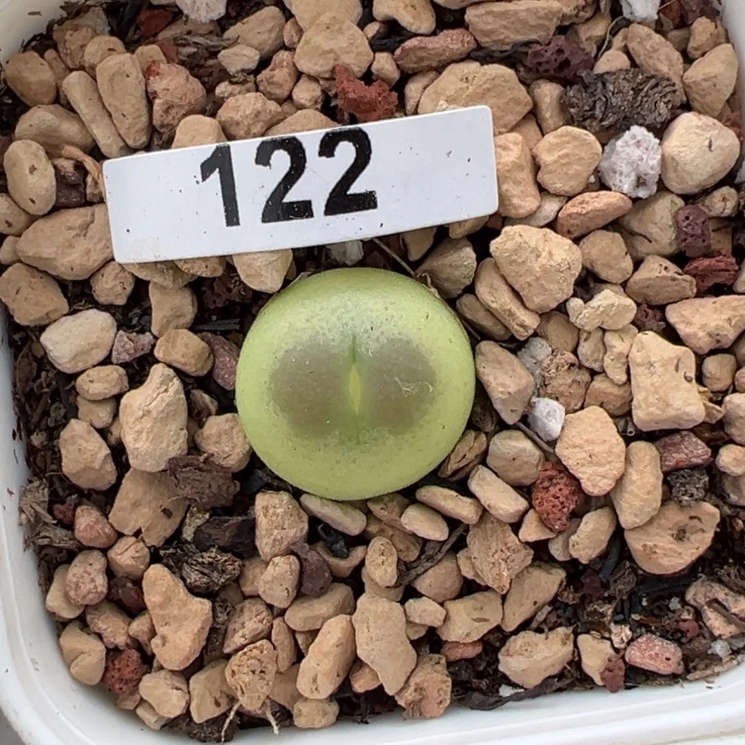 58包邮紫皮拉登母本一物一拍