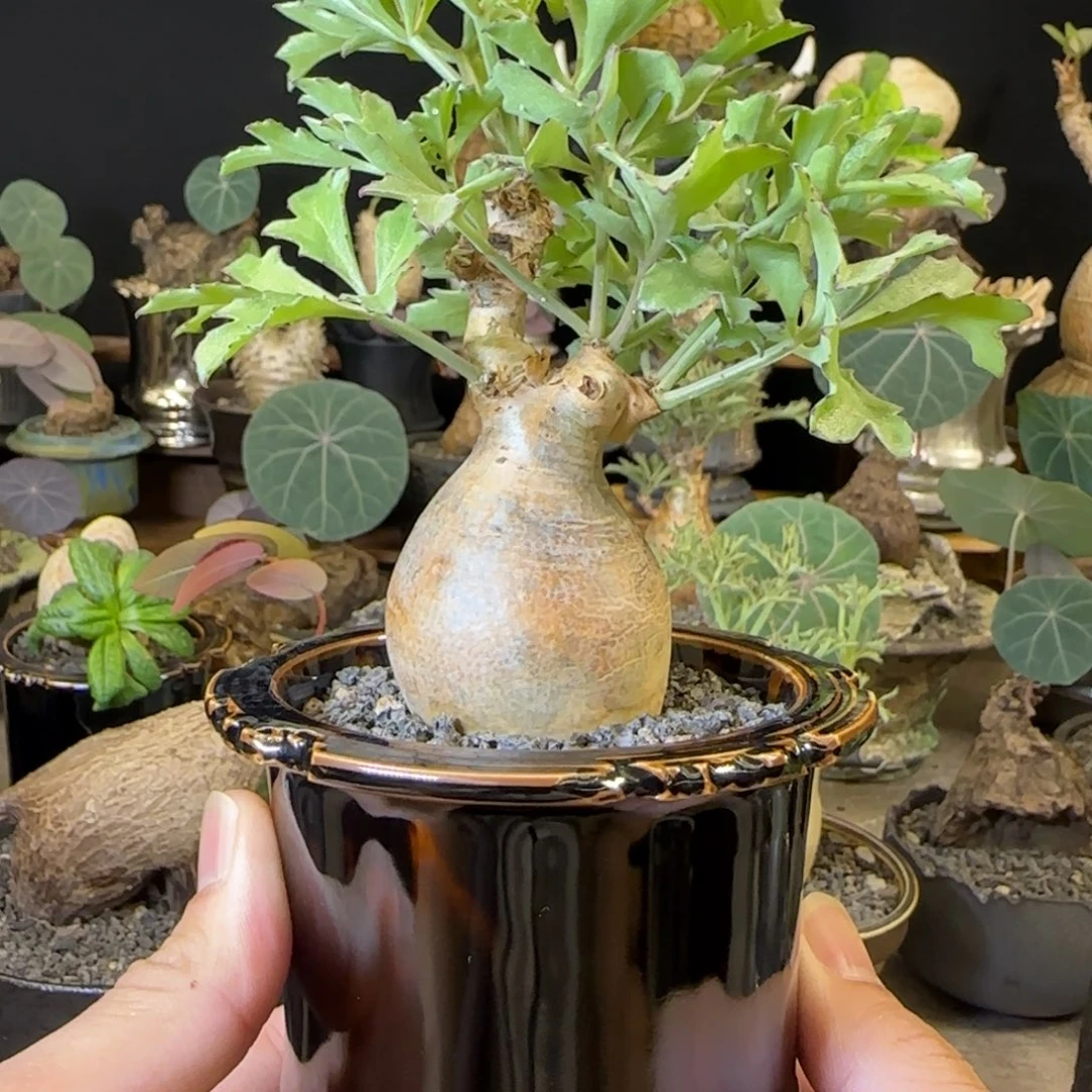 一物一拍索马里碎叶葡萄翁46
