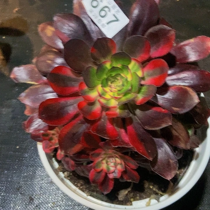 L*妮667号多肉花蝴蝶