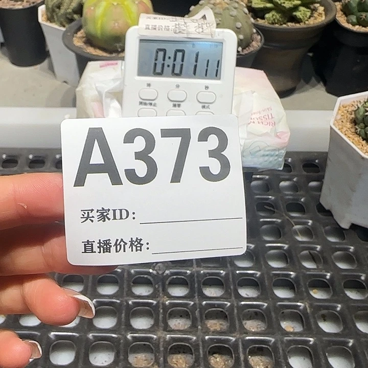 佩***仙实生仙人球特价一颗
