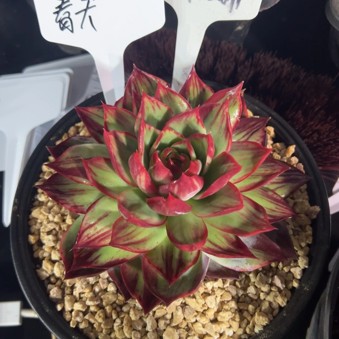 春天发货11111111