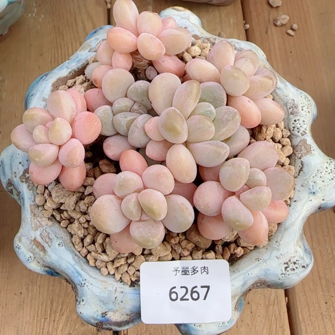 香玉无砍，6267多肉植物