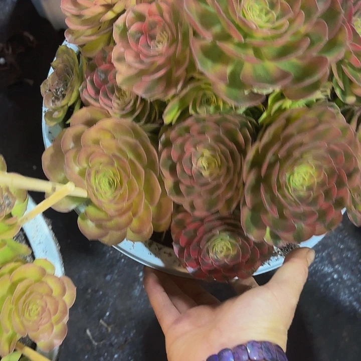 多肉植物轮回3512