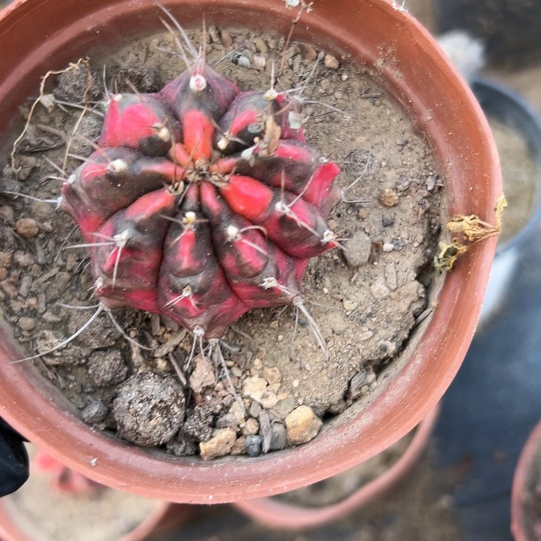 多肉植物光辉牡丹球