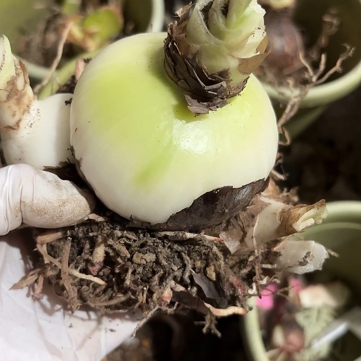 L***u无花朵朱顶红盲盒8+3侧